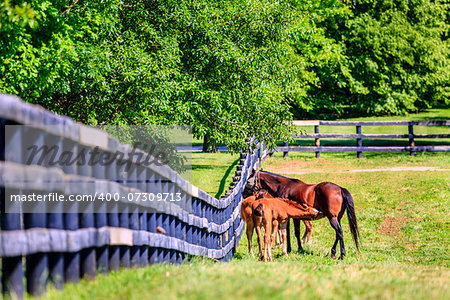 Mother horse is feeding her foal at a farm in Central Kentucky