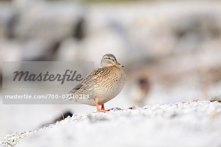 Female Mallard Duck (Anas platyrhynchos) at Lake in Winter, Styria, Austria