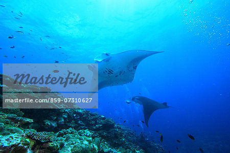Manta Ray Manta Ray
