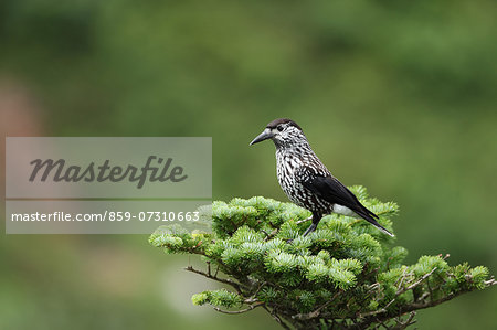 Spotted Nutcracker