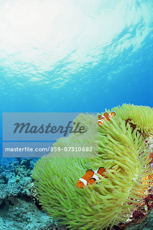 Clownfish Clownfish