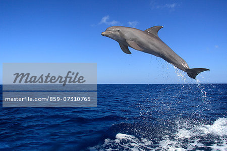 Dolphin, Honduras