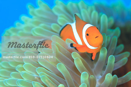 Clownfish