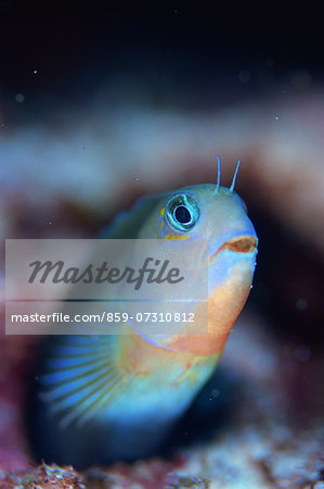 Anthias Blenny