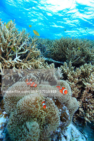 Coral reef Coral reef