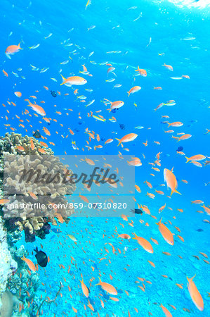 Fish school Fish school