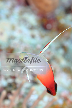 Fire Goby Fire Goby