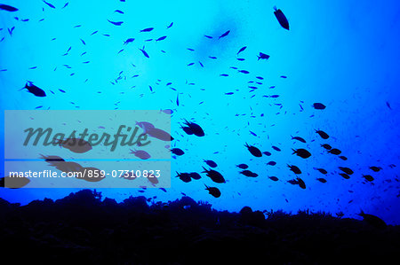 Fish school Fish school