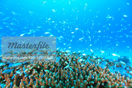 Coral reef Coral reef