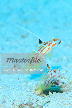 White Ray Shrimp Goby