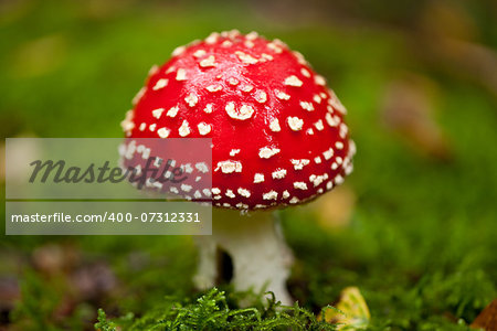 agaric amanita muscaia mushroom detail in forest autumn seasonal poisonous