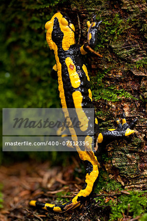 fire salamander salamandra closeup in forest outdoor detail yellow green