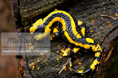fire salamander salamandra closeup in forest outdoor detail yellow green