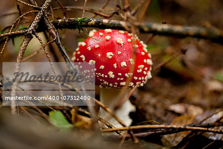 agaric amanita muscaia mushroom detail in forest autumn seasonal poisonous