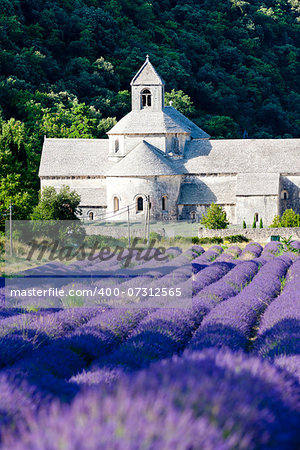 Senanque abbey with lavender field, Provence, France