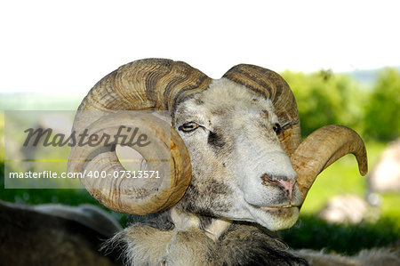 A goat with big horns is resting under a tree