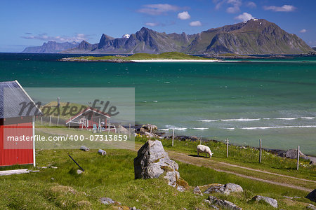 Animal farm with sod roof on Lofoten islands in Norway