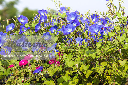 Morning glory or Ipomoea is flowering plants in the family Convolvulaceae.