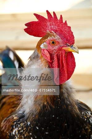 Close Up Portrait of a Rooster