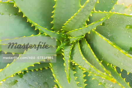 close up of growing aloe vera plant