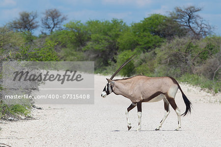 Gemsbok antelope (Oryx gazella) crossing a gravel road