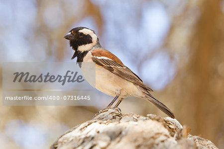 Cape Sparrow (Passer melanurus), a common species in Namibia