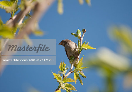 Low-angle view of a finch perched on a branch with blue sky background.