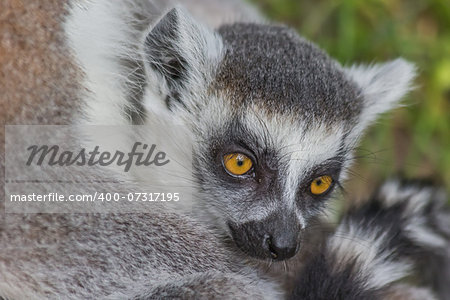 A young ring-tailed lemur sitting with mother