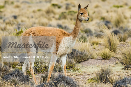 Vicuna in the peruvian Andes at Arequipa Peru