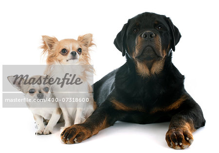 cute chihuahuas and rottweiler in front of white background