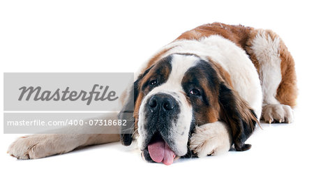 portrait of a purebred Saint Bernard in a studio