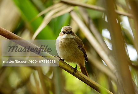 beautiful female Grey Bushchat (Saxicola ferreaus) standing on branch