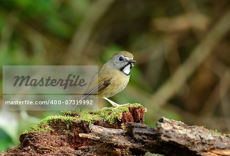 beatiful White-gorgetted Flycatcher (Ficedula monileger) possing on the branch