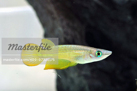 A close up portrait shot of a yellow killi fish