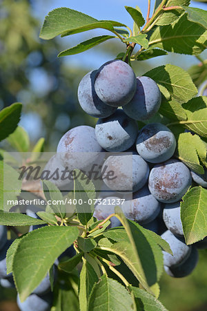 Group of blue (purple)  plums get ripe on branch. This is a Prunus domestica subsp. insititia.