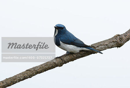beatiful male Ultramarine Flycatcher (Ficedula superciliaris) possing on the branch