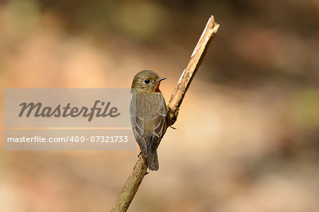 beautiful female Mugimaki Flycatcher (Ficedula mugimaki) standing on branch