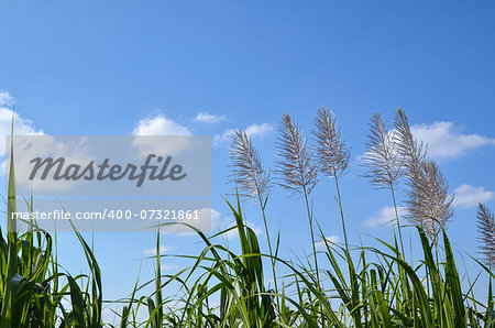 Sugar cane flowers at the island Okinawa in Japan Sugar cane flowers at the island Okinawa in Japan