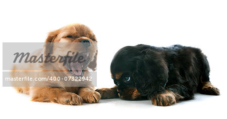 young puppy cavalier king charles tricolor in studio