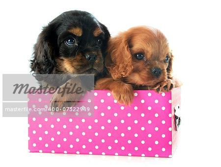 young puppy cavalier king charles in front of white background