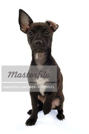 Chihuahua puppy dog sitting on a white background