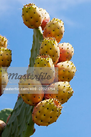 fresh tasty prickly pear on tree outside in summer mediterranean