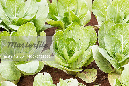 Chinese cabbage plantation in the farming in Thailand