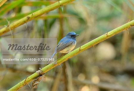 beautiful male Hainan Blue Flycatcher (Cyornis concreta) at Khao Yai National Park,Thailand