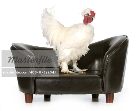 chicken on a couch isolated on white background