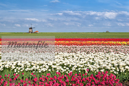 colorful spring tulip fields and windmill in Alkmaar,  North Holland