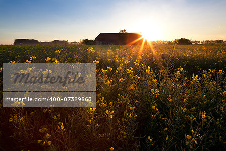 rising star sun over rapeseed flowers field, Groningen, Netherlands