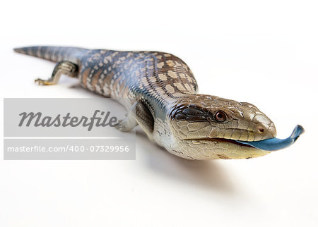 a blue tongue lizard poking its tongue out on a white background