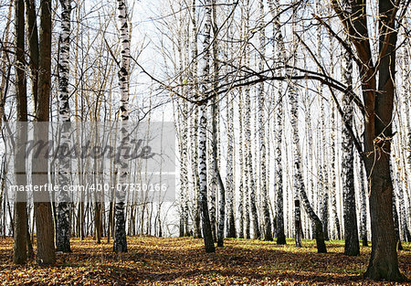 Autumn forest