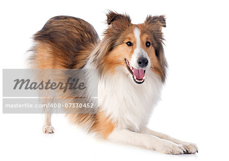 portrait of a purebred shetland dog in front of white background